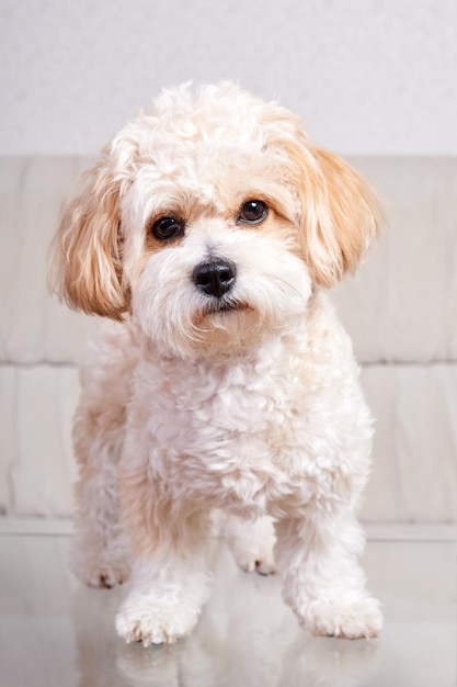 部屋のガラスのテーブルの上に立っているベージュのマルプーの子犬の肖像画