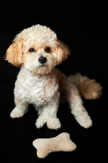 A portrait of beige Maltipoo puppy with a toy bone