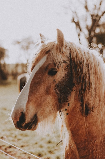 Photo portrait of a beige mule stock photo