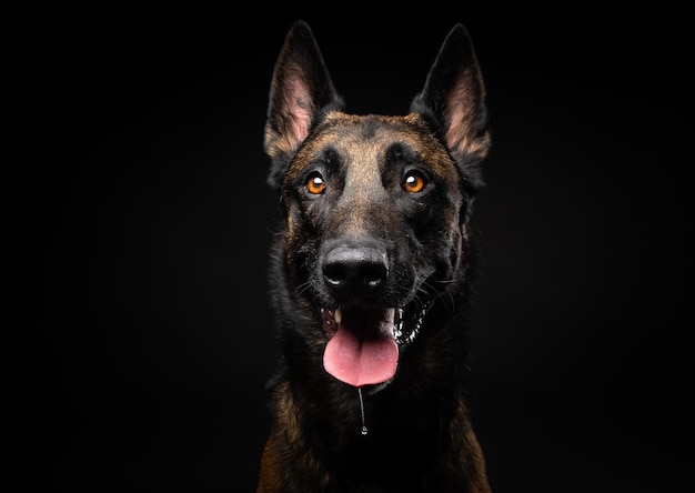 Portrait of a Belgian shepherd dog on an isolated black background