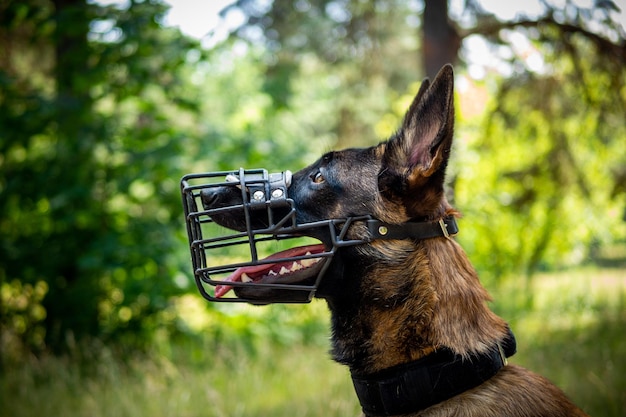 Portrait of a Belgian shepherd dog on a walk in a green park