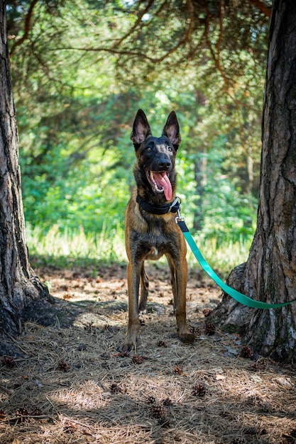 Portrait of a Belgian shepherd dog on a walk in a green park