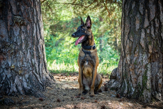 Portrait of a Belgian shepherd dog on a walk in a green park