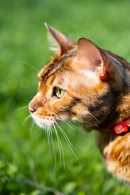 Portrait of Bengal cat with a leash walking around the yard