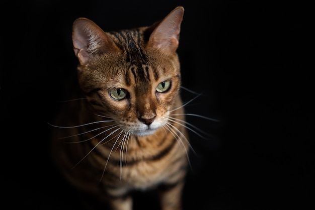 Foto ritratto di un gatto domestico del bengala.