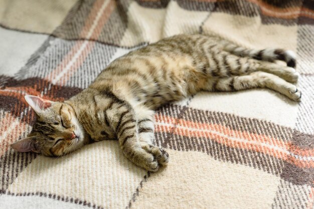 Portrait of a bengal kitten catClose up Cat in the home interior