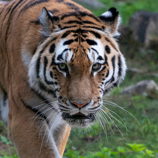 Portrait of a Bengal tiger. Close-up.