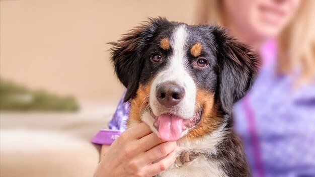 Portrait of a Bernese mountain dog puppy in closeup The age of the dog is 5 months