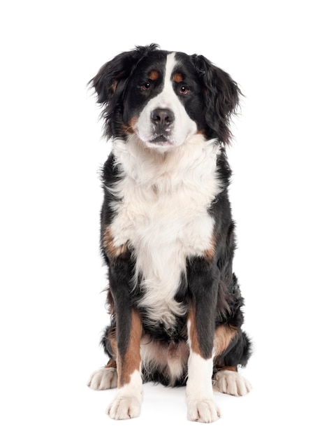 Portrait of Bernese mountain dog sitting. Dog portrait isolated