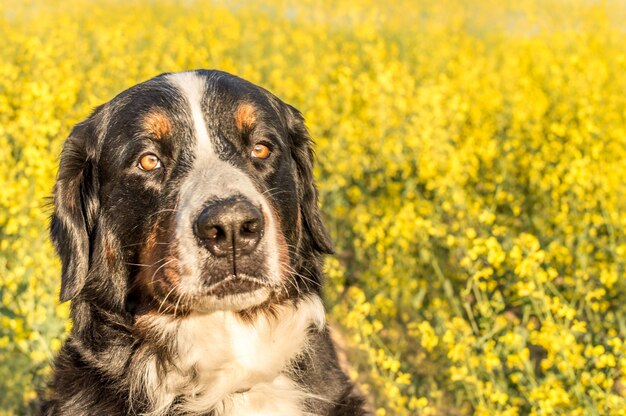 Portrait of Bernese shepherd dog close-up