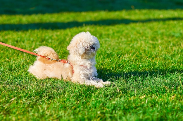 Portrait of a bichon frieze close-up, the dog lies on the grass