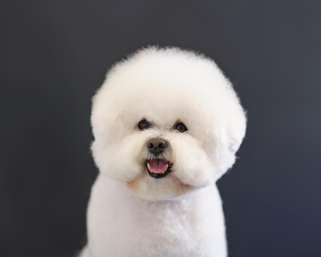 Portrait of a Bichon Frise dog in closeup on a dark background