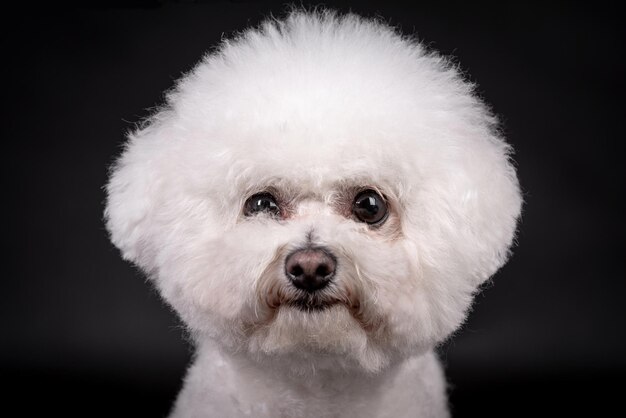 ビションフリーゼ犬の肖像画