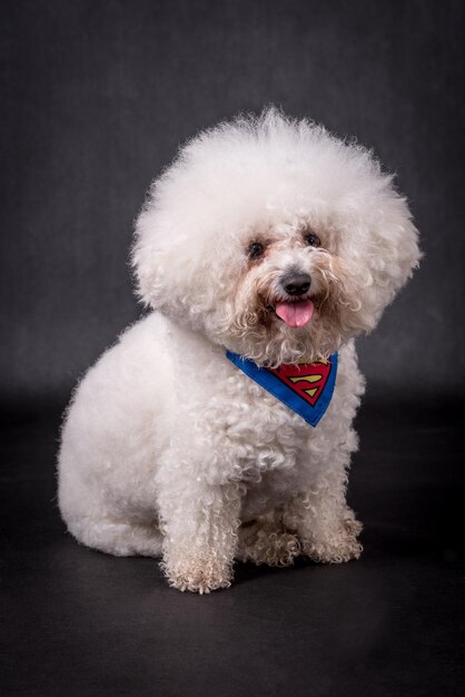 Photo portrait of the bichon frise dog