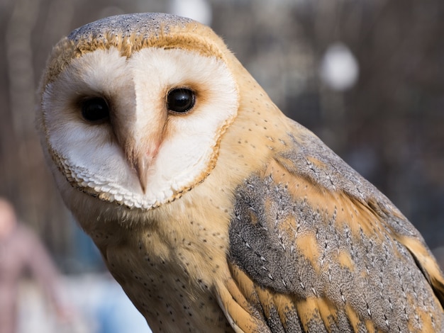 A portrait of a big barn owl