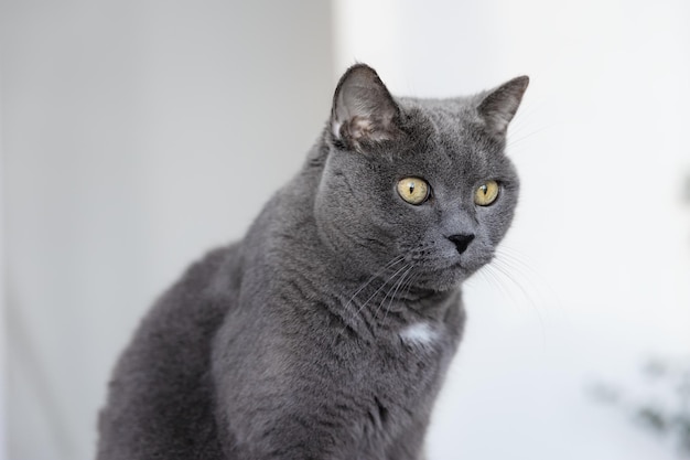 Portrait of a big beautiful gray british cat.