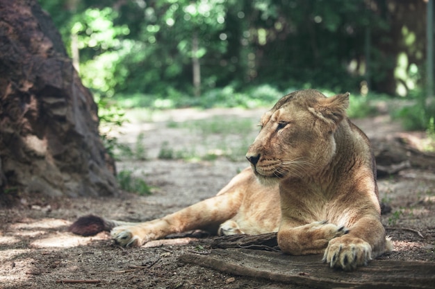 Portrait of a big beautiful lioness