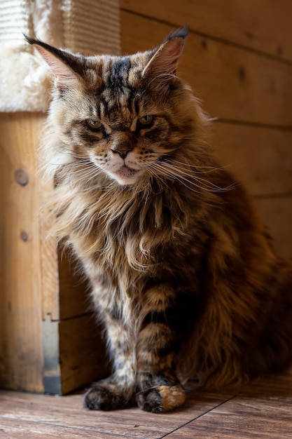 Ritratto di un grande e bellissimo gatto maine coon