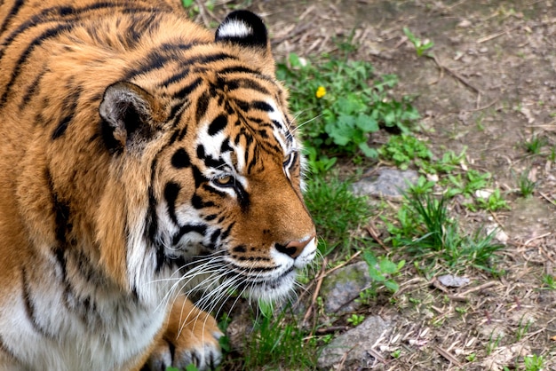 Portrait of Big Beautiful Siberian Tiger walking around. Symbol of 2022 Chinese new year