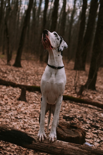 Photo portrait of a big dog in forest