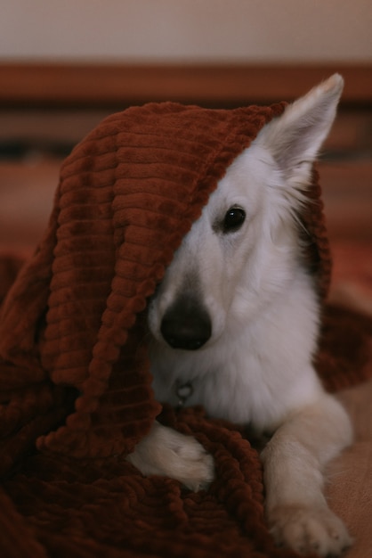 Portrait of a big dog playing at home