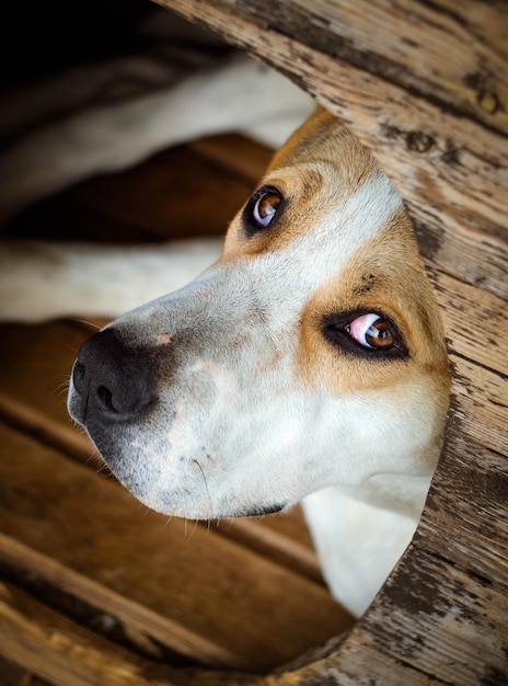 Portrait Big dog with beautiful sad eyes