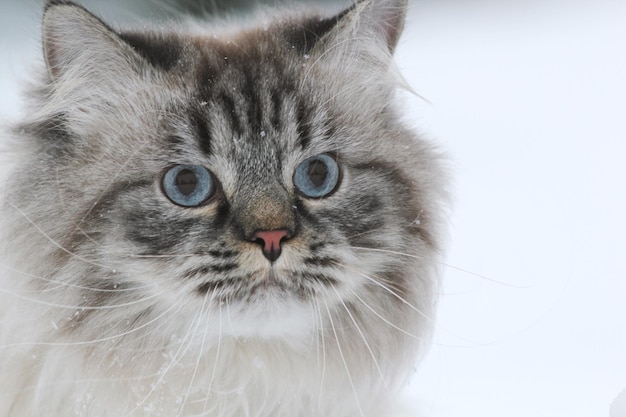 大きな毛皮のような猫の肖像画は雪の中を歩きます