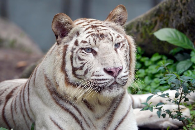 Portrait of a big golden tiger