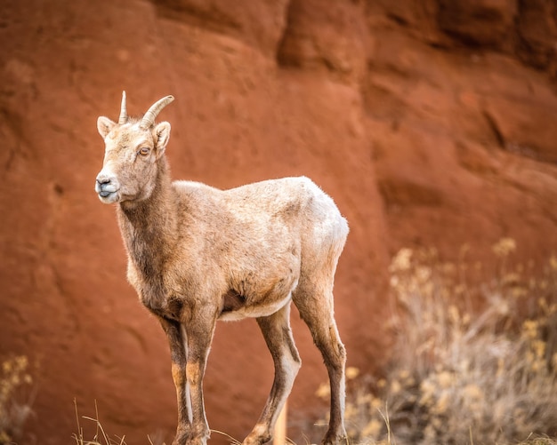 Photo portrait of big horn sheep standing outdoors