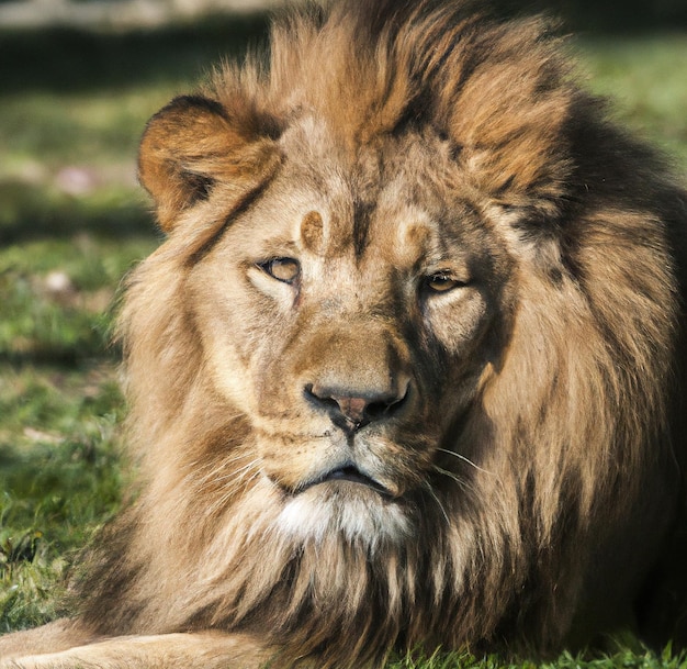 Portrait of big lion looking at camera with blurred background