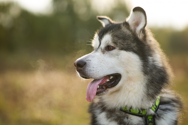 Portrait of a big white gray purebred Alaskan Malamute dog standing on the empty meadow looking aside