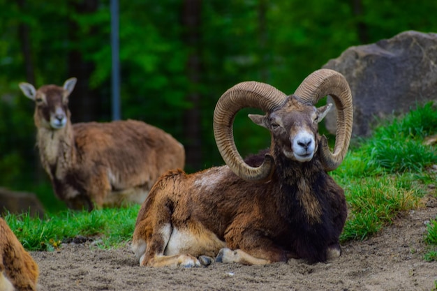 Photo portrait of bighorn sheep relaxing in forest