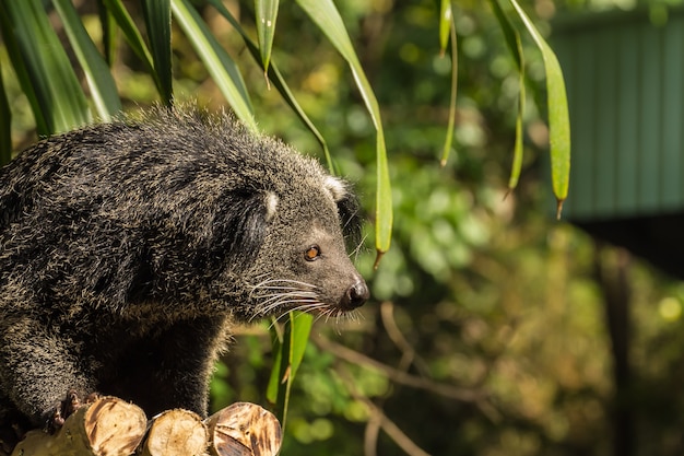 Binturongの肖像画（若いbinturong）