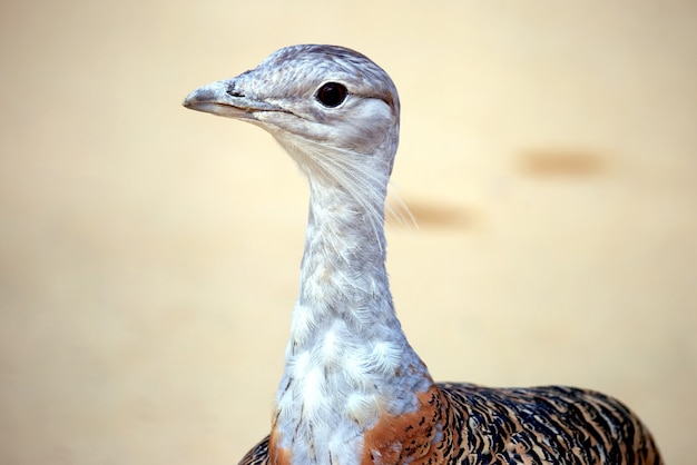 The portrait of bird bustard. wildlife