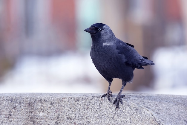 The portrait of a bird jackdaws
