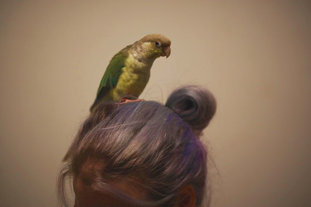 Photo portrait of a bird perching on woman