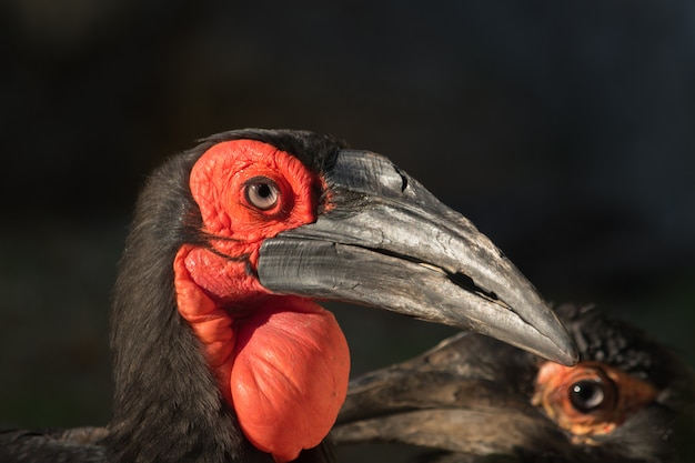 Ritratto di uccello con una grande borsa rossa sotto il becco e sfondo nero