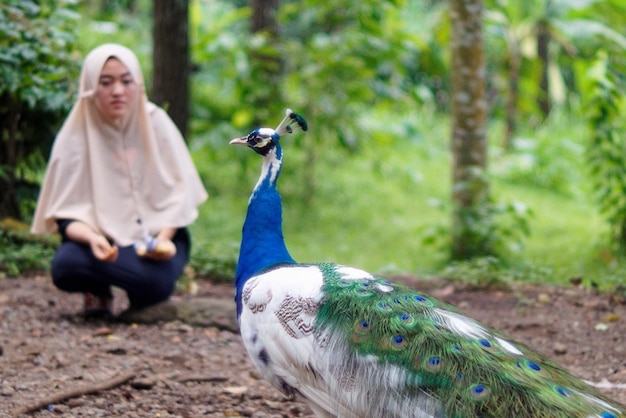 Portrait of birds on land in forest