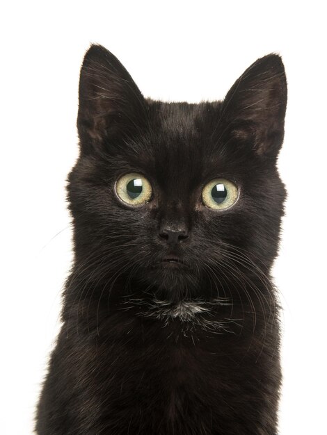 Portrait of black cat against white background