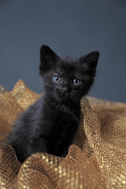 Photo portrait of black cat in basket