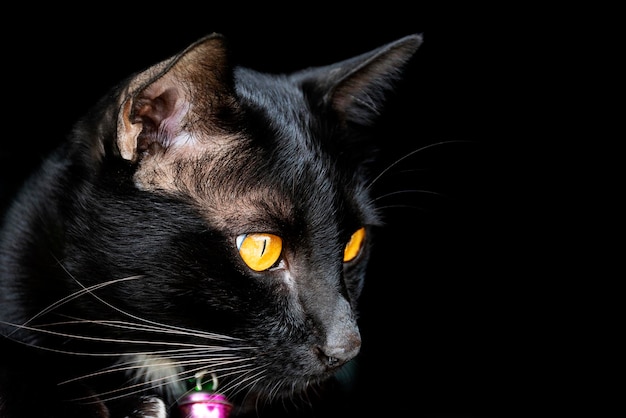 Portrait black cat on black background