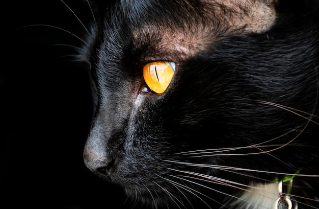 Portrait black cat on black background