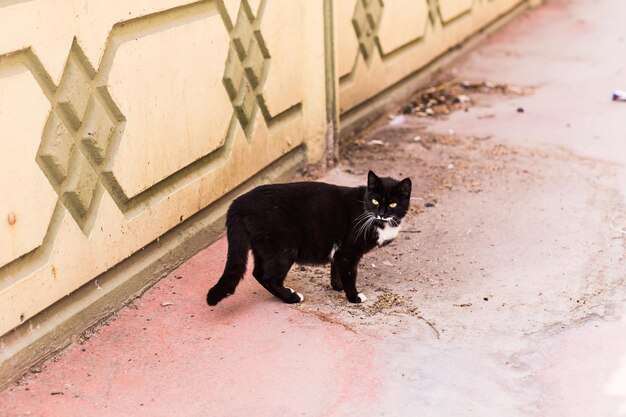 Portrait of black cat in city