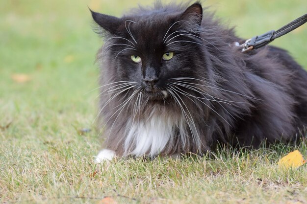 Photo portrait of black cat on field