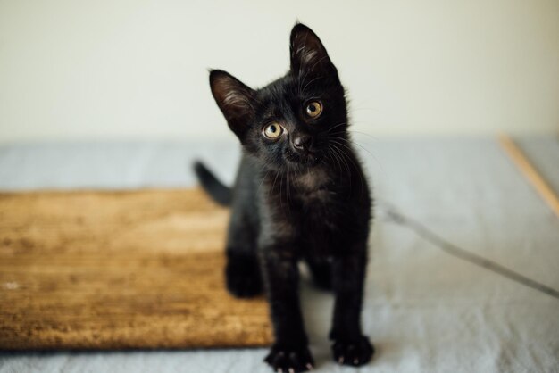 Portrait of black cat on floor at home