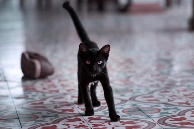 Foto ritratto di gatto nero sul pavimento di casa