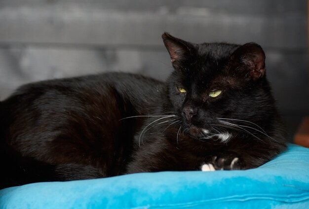 Photo a portrait of a black cat lying on a blue cushion