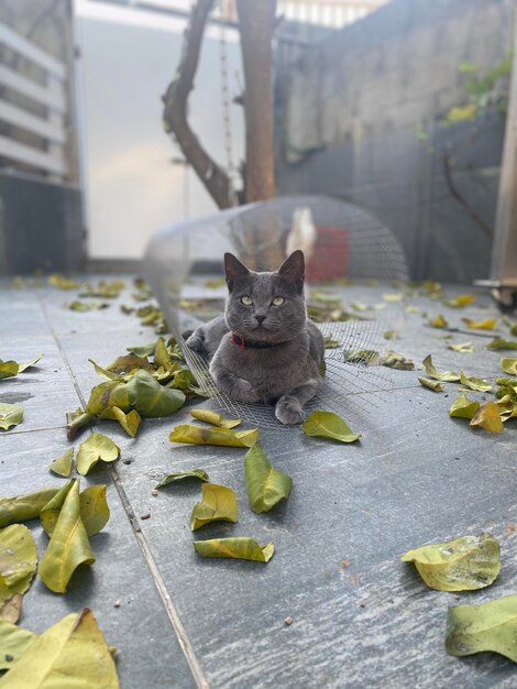 Photo portrait of black cat outdoors