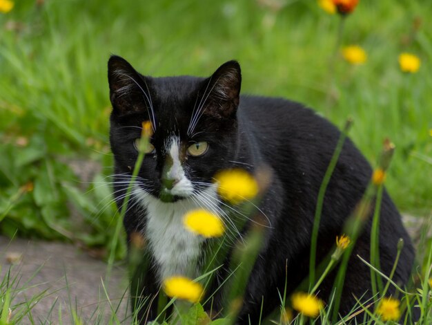 Foto ritratto di un gatto nero su un sentiero