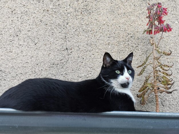 Foto ritratto di un gatto nero seduto sul pavimento